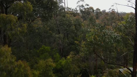 Antena-De-Drones-4k-Elevándose-Sobre-Un-Bosque-Nativo-Australiano-En-Un-Día-Nublado