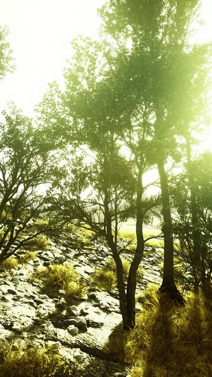 Golden sunlight filtering through trees in a serene natural landscape