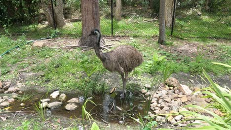 emu explores natural habitat by a forest stream