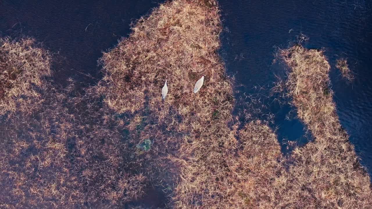 Above View Of Cranes Breeding In A Swamp Area. Aerial Topdown Shot
