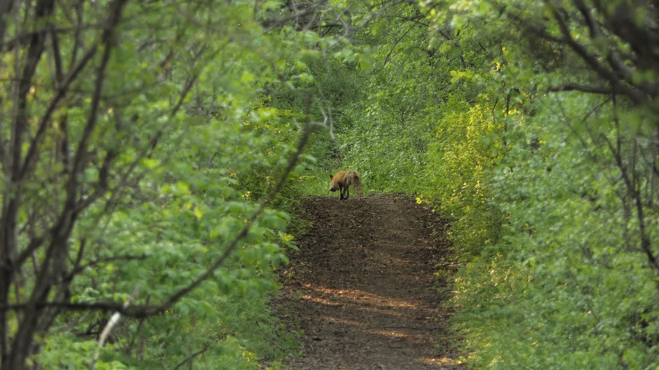 숲길의 붉은 여우, 숲에서 여우 사냥, 음식 찾기, 정적