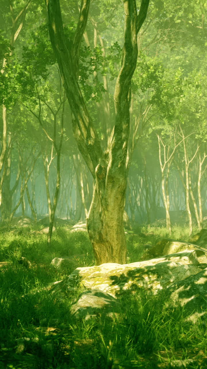 Зачарованный лес