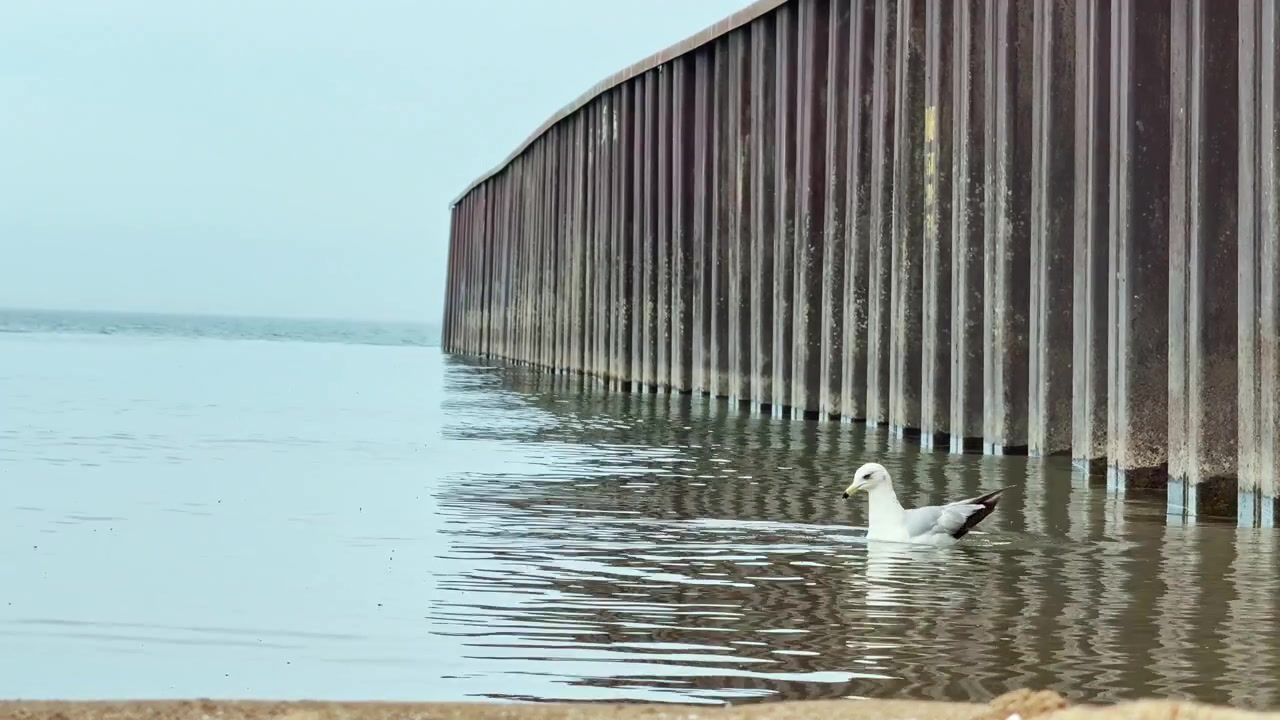Mås står i grunt vatten nära en hög metallstruktur vid havet under en klar dag.