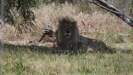 gran león de crina tomando el sol en una reserva de leones en ciudad del cabo, sudáfrica