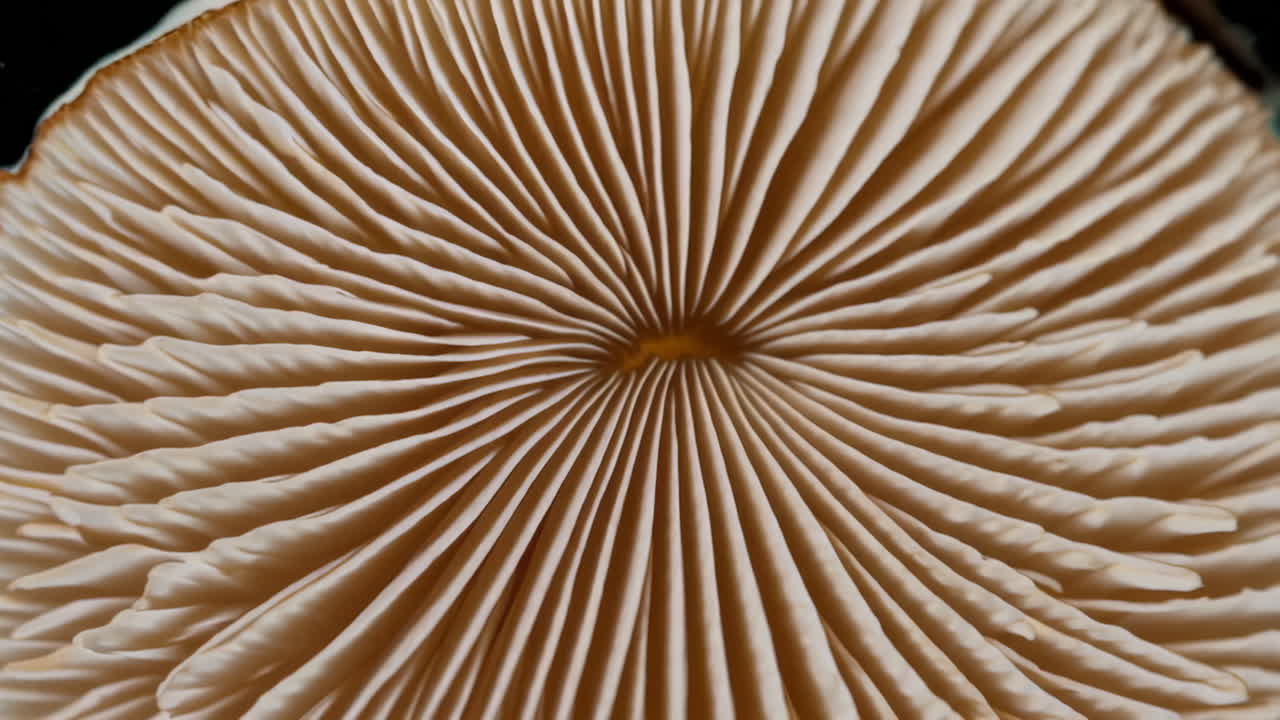 Close-up of Mushroom Gills