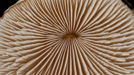close-up of mushroom gills