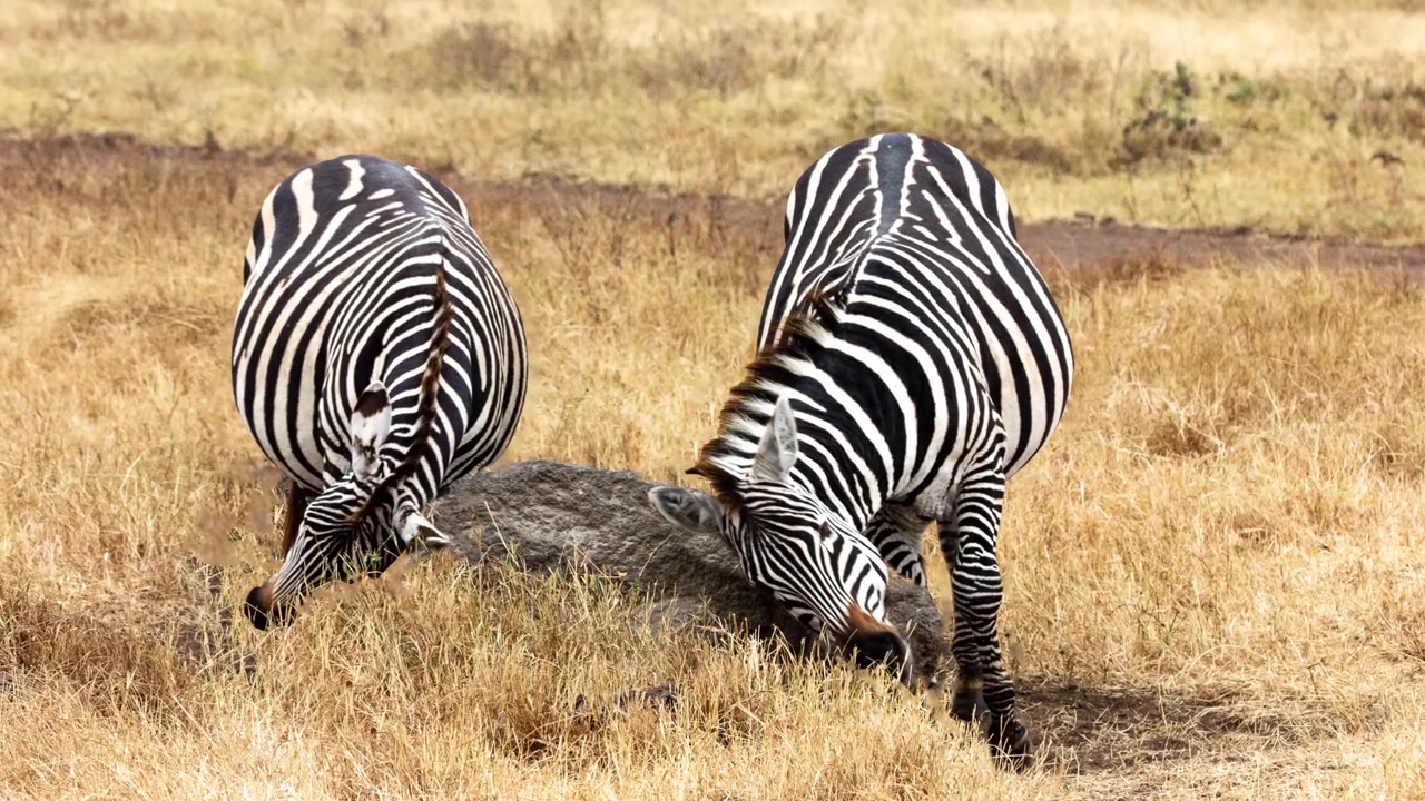 Una coppia di zebre che strofinano le teste su una singola pietra in un mare d'erba secca. Parallasse (zoom a due strati) sugli animali giocosi.
