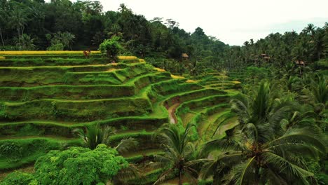 tegalalang rice terrace drone flys closeup to terrace, ubud, bali