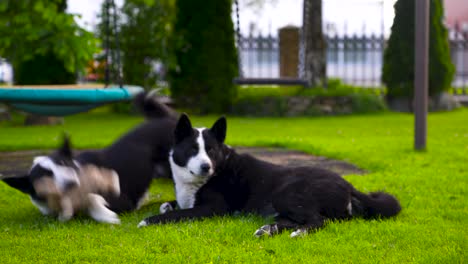 beautiful footage of two black and white karelian bear dogs playing in a garden with a toy shot in estonia, europe in 4k during the summer time and day