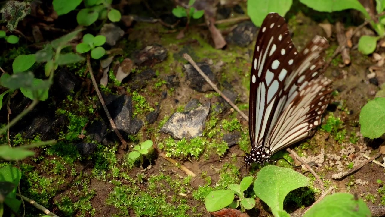 Un video dettagliato in tempo reale in stile macro sulla fauna selvatica che riprende una farfalla tigre vitrea (Parantica aglea) impegnata nel comportamento di puddling minerale.