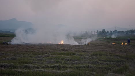 farmers burning rice straw in a field