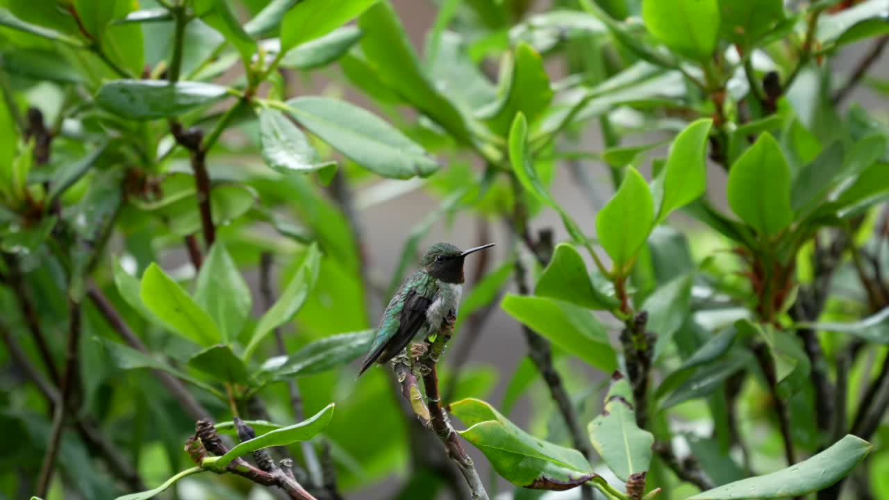 un colibrí de garganta rubí encaramado en un arbusto examinando los alrededores