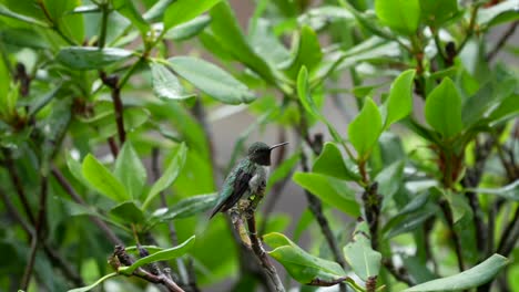 a ruby throated hummingbird perched in a bush surveying the surroundings