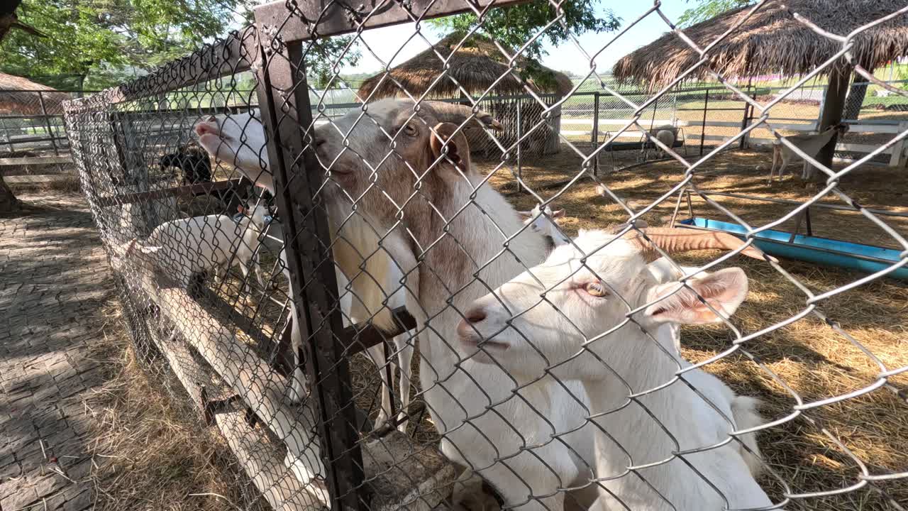cabras que se mueven y comen en un área cercada.