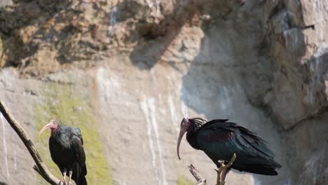 two perching birds with feathered wings sitting on a wild twig branch. two perching birds with colorful feathers, beaks, and wings are resting on a twig branch in the wildlife habitat