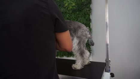 Peluquero-De-Perros-Hispano-Muele-Las-Uñas-De-Schnauzer-En-Miniatura,-Tiro-Giratorio