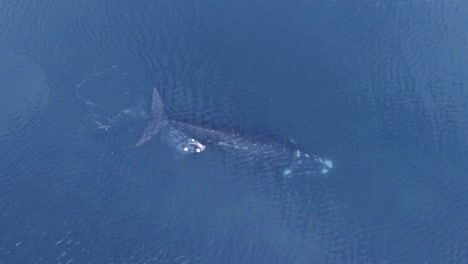 Mutter-Und-Kalb-Von-Südlichen-Glattwalen-Schwimmen-Zusammen-Und-Atmen-An-Der-Ruhigen-Oberfläche---Aus-Der-Luft