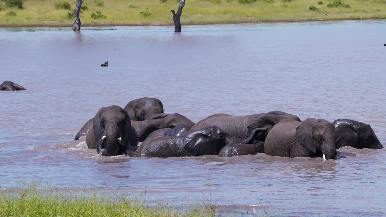 una manada de elefantes africanos disfrutando de revolcarse en un pozo de agua en el calor de la sabana