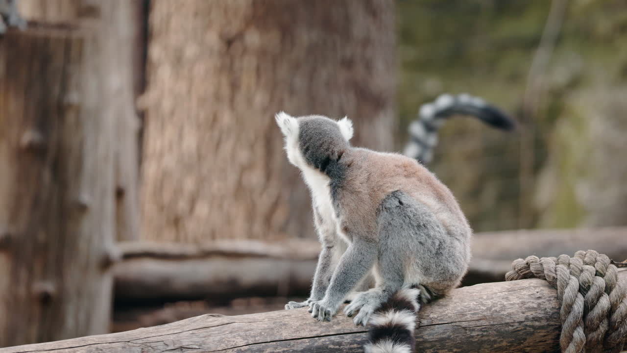 Lemur on a Branch