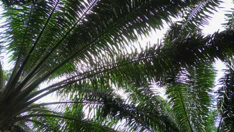 pov shot walkiing under african palm trees with the sun shining through them