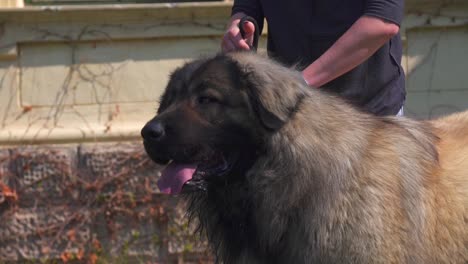 portrait of a pedigreed purebred caucasian shepherd