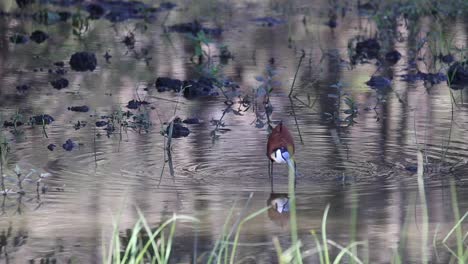 Imágenes-De-Una-Jacana-Africana-Caminando-Sobre-Las-Plantas-Acuáticas-Alimentándose-En-Aguas-Poco-Profundas-En-Un-Parque-Nacional-En-Sudáfrica