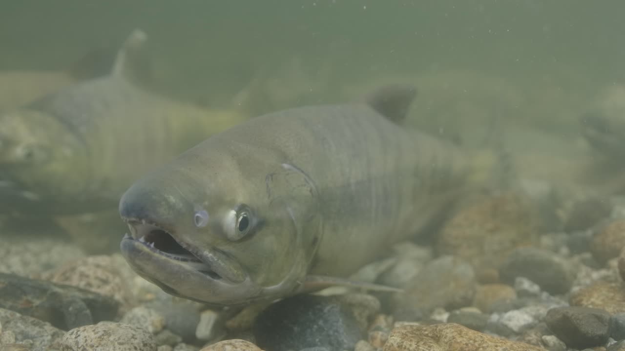 Salmone chum femmina con colorazione riproduttiva in un fiume poco profondo in Canada
