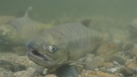 weiblicher lachs, der in einem flachen fluss in kanada die farbe des laichens zeigt