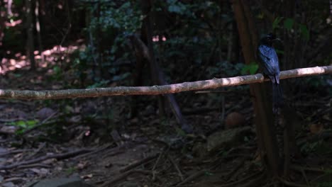 encaramado en una rama horizontal mirando a su alrededor mientras una ardilla se mueve en el fondo, el mayor drongo de cola de raqueta dicrurus paradiseus