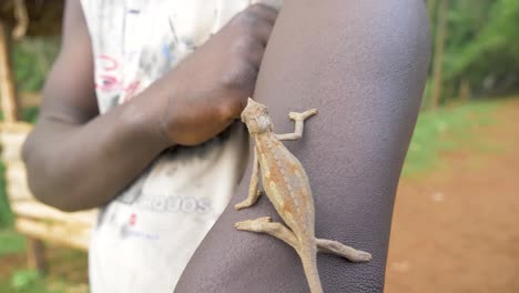 un camaleón trepando por el brazo de un africano en una aldea rural.