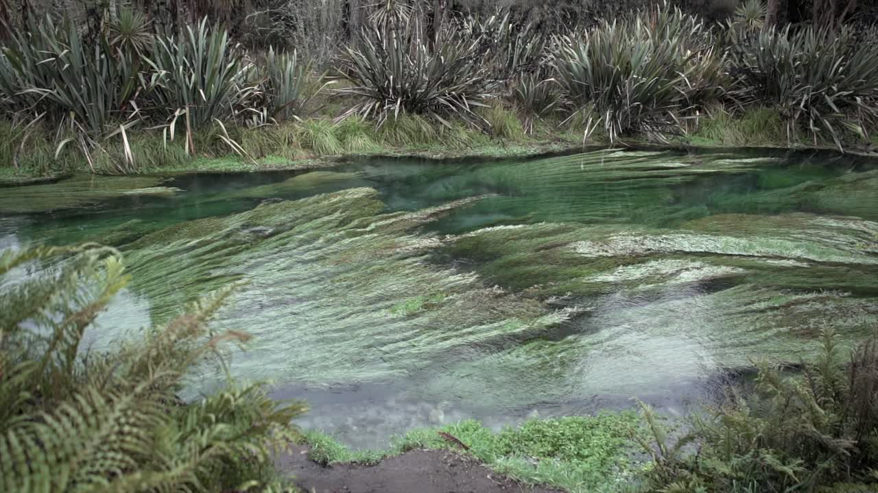 River with lush vegetation