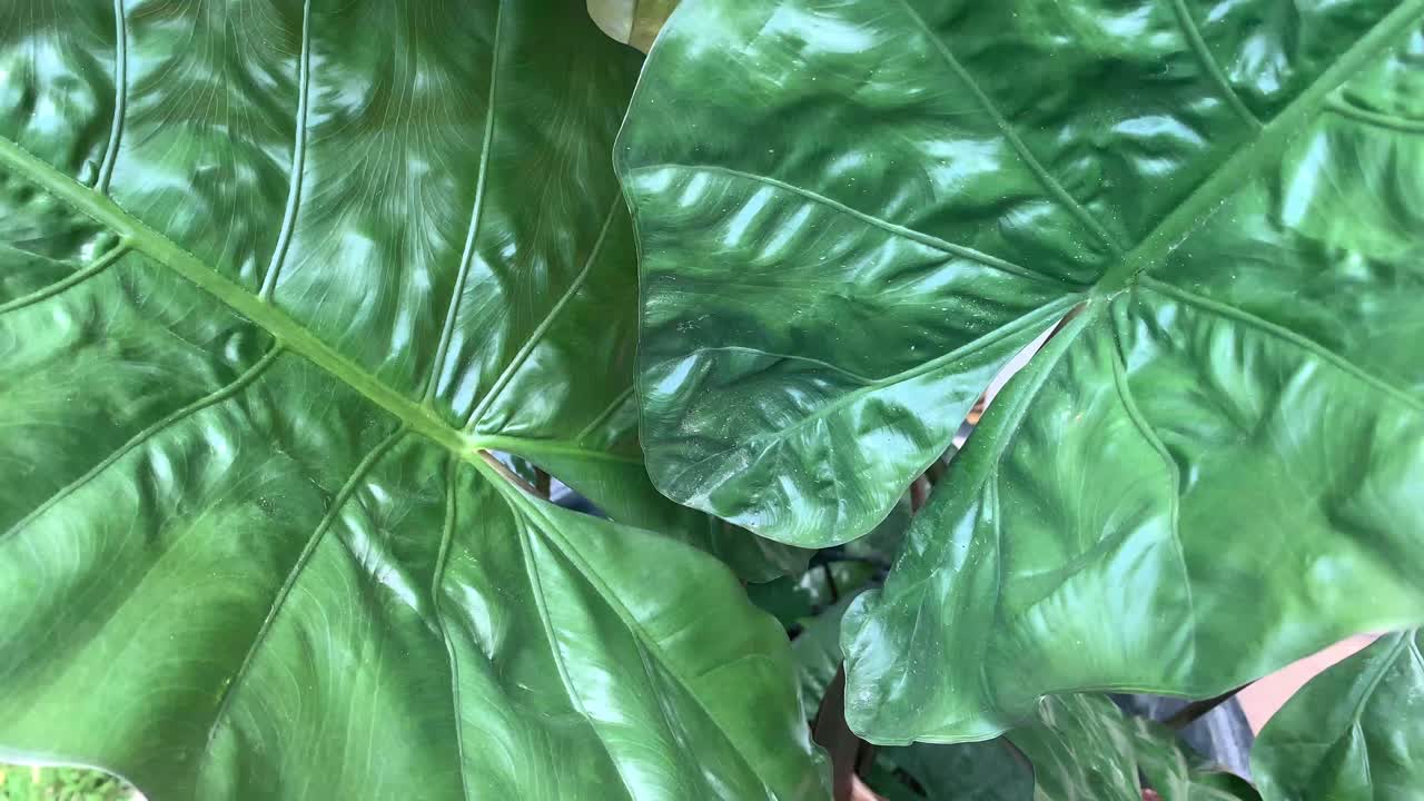 la planta de hojas anchas, alocasia plumbea, balanceándose en el viento