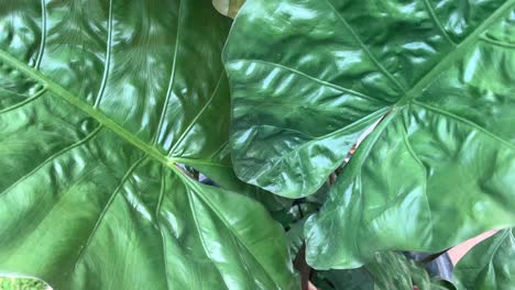 Planta-De-Hoja-Ancha,-Alocasia-Plumbea,-Meciéndose-Con-El-Viento.