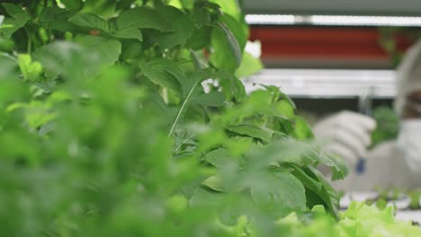 Young-Contemporary-Researcher-Or-Agroengineer-In-Protective-Workwear-Holding-Two-Flasks-With-Liquid-Substances-Over-Green-Lettuce-Seedlings