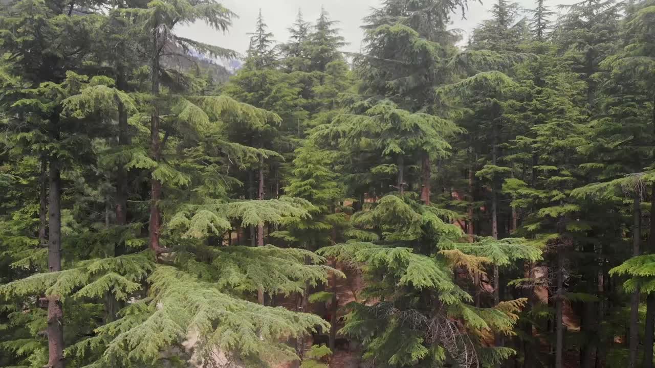 Vista Aerea Di Lussureggianti Alberi Della Foresta Di USHU Nella Valle Di Kalam In Pakistan.