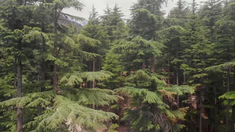 Aerial-View-Of-Lush-USHU-Forest-Trees-In-Kalam-Valley-In-Pakistan