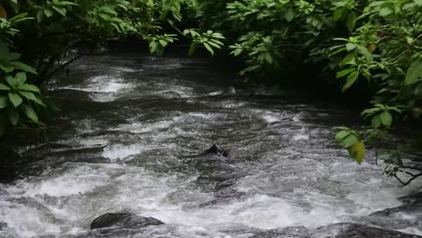 el agua fluye en el río en el bosque en cámara lenta- hd video
