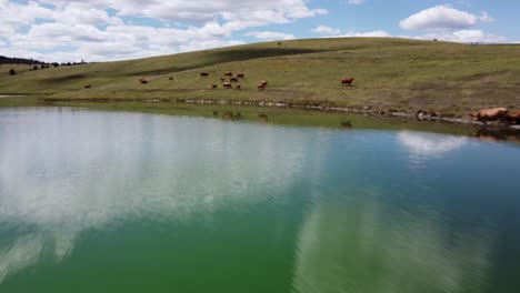 free range cattle herd, livestock migrating freely along lake pasture, drinking water | grass fed beef agriculture farming livestock, cattle ranching | migrating roaming freely, blm land | 1 of 12