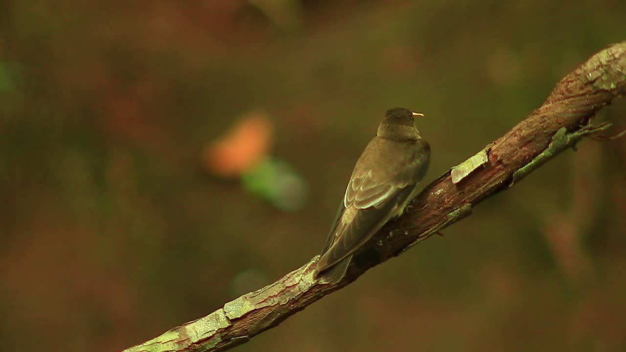 un gorrión gris agarrado a su última comida en el bosque de brasil