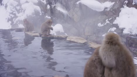 japanese macaques gather around geothermal hot spring in nagano 4k