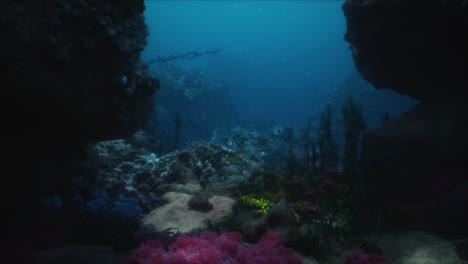 colorful coral reef underwater