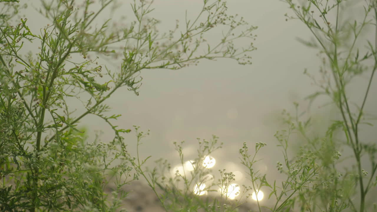 Misty Morning Sunlight Through Plants