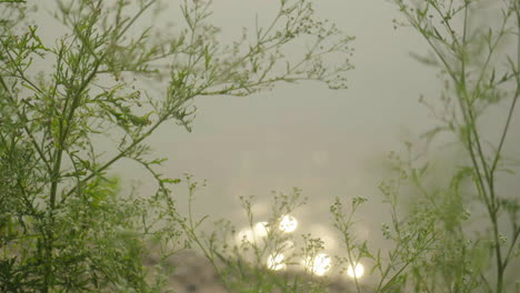 misty morning sunlight through plants