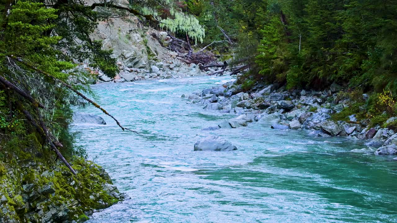 Turkis flod med strømhvirvler, der løber gennem mosklædte klipper og fyrreskov, stabilt kamera, naturligt dagslys