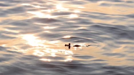 message in the bottle against the sun setting down