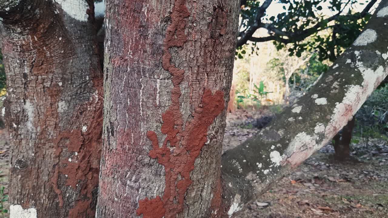 나무 줄기에 흰개미 마운드의 확대 샷을 닫습니다