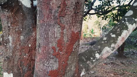 primer plano zoom en tiro de montículo de termitas en el tronco del árbol