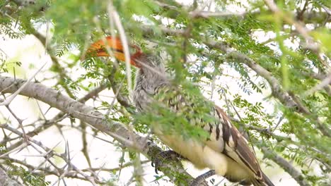 red-billed hornbill in a tree