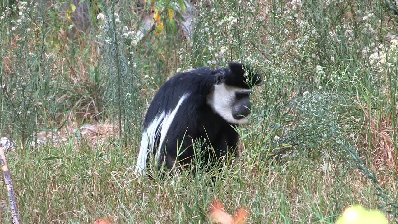 Black-and-white Colobuses roam the earth and eat plants.Mantled guereza (Colobus guereza), also known simply as the guereza, or the Abyssinian black-and-white colobus,