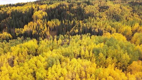 aerial view of beautiful yellow aspen tree forest in peak of autumn, countryside of colorado usa